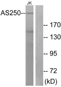 Western blot analysis of lysates from Jurkat cells using Anti-AS250 Antibody. The right hand lane represents a negative control, where the Antibody is blocked by the immunising peptide