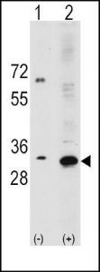 Anti-RPS6 Rabbit Polyclonal Antibody (AP (Alkaline Phosphatase))