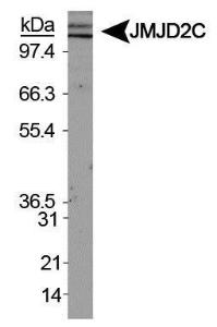 Anti-KDM4C Rabbit Polyclonal Antibody