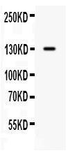 Anti-CDCP1 Antibody