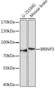 Western blot analysis of extracts of various cell lines, using Anti-FAM5C Antibody (A306688) at 1:1,000 dilution