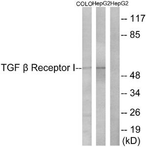 Anti-TGF beta Receptor I Rabbit Polyclonal Antibody