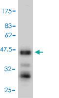 Anti-TNFSF13 Mouse Polyclonal Antibody