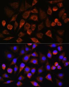 Immunofluorescence analysis of L929 cells using Anti-FAM5C Antibody (A306688) at a dilution of 1:100. DAPI was used to stain the cell nuclei (blue)