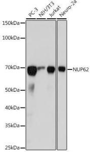 Antibody A306689-100 100 µl