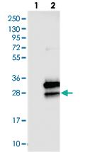 Anti-C16ORF45 Rabbit Polyclonal Antibody