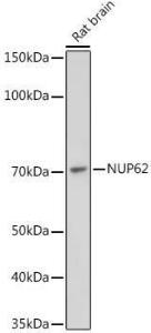 Antibody A306689-100 100 µl