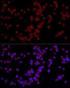 Anti-NFAT4/NF-ATc3 antibody