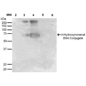 Western blot analysis of 4-hydroxy-nonenal-BSA Conjugate showing detection of 67 kDa 4-hydroxy-nonenal protein using Anti-4-Hydroxynonenal Antibody [12F7] (A304722)