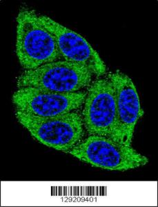 Anti-PLD5 Rabbit Polyclonal Antibody (APC (Allophycocyanin))