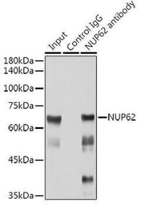 Antibody A306689-100 100 µl