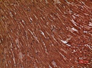 Immunohistochemical analysis of paraffin-embedded mouse heart using Anti-TNNT2 Antibody