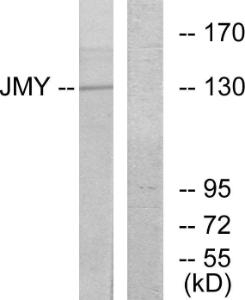 Western blot analysis of lysates from COLO cells using Anti-JMY Antibody. The right hand lane represents a negative control, where the Antibody is blocked by the immunising peptide