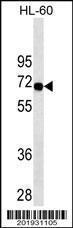 Anti-SWAP70 Mouse Monoclonal Antibody (APC (Allophycocyanin)) [clone: 434CT16.5.5]