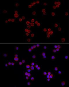 Anti-NFAT4/NF-ATc3 antibody