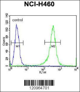 Anti-FMR1 Rabbit Polyclonal Antibody (APC (Allophycocyanin))