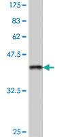 Anti-ITSN2 Mouse Polyclonal Antibody