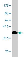 Anti-TRIM33 Mouse Monoclonal Antibody [clone: 6D1]