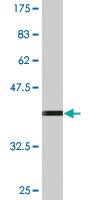 Anti-TNFSF13 Mouse Monoclonal Antibody [clone: 4A11]