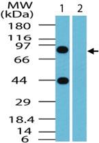 Anti-BCLAF1 Rabbit Polyclonal Antibody