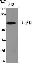 Anti-TGF beta Receptor I Rabbit Polyclonal Antibody