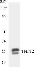 Western blot analysis of the lysates from HeLa cells using Anti-TNF12 Antibody