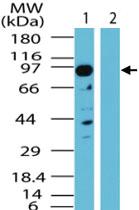 Anti-TAB3 Rabbit Polyclonal Antibody