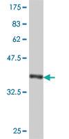 Anti-CNTNAP4 Mouse Polyclonal Antibody