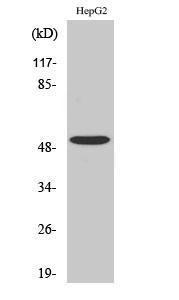 Anti-TGF beta Receptor I Rabbit Polyclonal Antibody