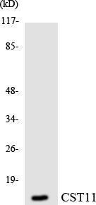 Western blot analysis of the lysates from Jurkat cells using Anti-CST11 Antibody