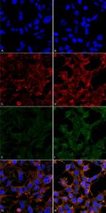 Immunocytochemistry/Immunofluorescence analysis of human embryonic kidney epithelial cell line (HEK293), fixed in 5% formaldehyde for 5 minutes, using Anti-4-Hydroxynonenal Antibody [12F7] (A304722), at 1:50 for 30-60 min at room temperature