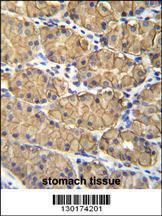 Anti-VSIG1 Rabbit Polyclonal Antibody (APC (Allophycocyanin))