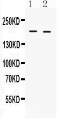 Anti-Collagen I Antibody