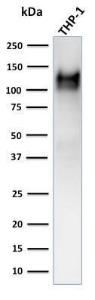 Western blot analysis of human THP-1 cell lysate using Anti-CD31 Antibody [C31.3 + JC/70A]