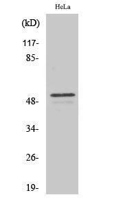 Anti-ARMC6 antibody