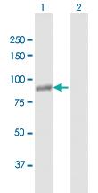 Anti-NLRP11 Mouse Polyclonal Antibody