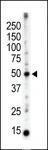 Anti-PACSIN3 Rabbit Polyclonal Antibody (Biotin)