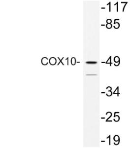 Western blot analysis of lysate from HeLa cells using Anti-COX10 Antibody