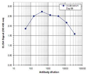 Anti-PADI4 Rabbit Polyclonal Antibody