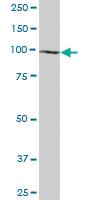 Anti-NLRP11 Mouse Polyclonal Antibody