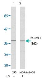 Anti-BCL2L1 Rabbit Polyclonal Antibody