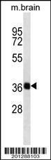 Anti-SYP Mouse Monoclonal Antibody [clone: 298CT23.4.4]