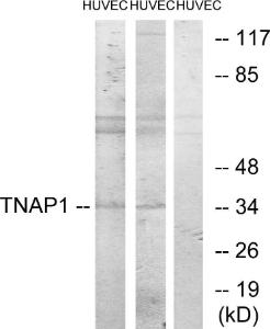 Anti-TNFAIP1 Rabbit Polyclonal Antibody