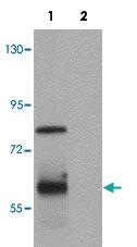 Anti-TSN Rabbit Polyclonal Antibody