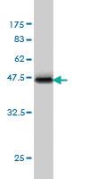 Anti-TNFSF12 Mouse Monoclonal Antibody [clone: 4H3]