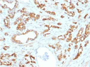 Anti-Aurora B Mouse Monoclonal Antibody [Clone: AURKB/1593]