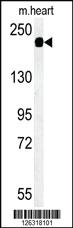 Anti-SAMD9L Rabbit Polyclonal Antibody