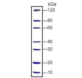 PAGE-MASTER Protein Standard