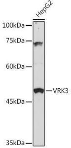 Anti-VRK3 antibody