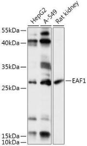 Anti-EAF1 Rabbit Polyclonal Antibody